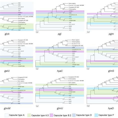 Phylogenetic Trees Constructed By Comparing The Nucleotide Sequences Of