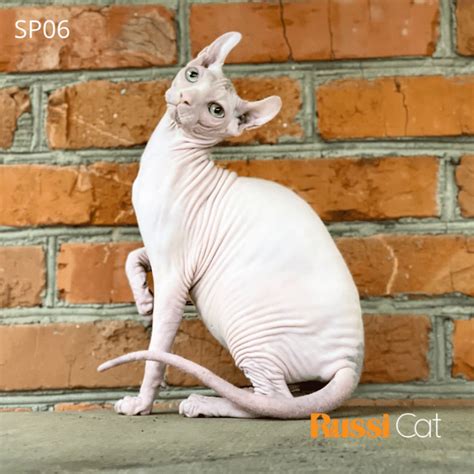 Mèo Ai Cập ( Mèo Sphynx ) THUẦN CHỦNG - RUSSICAT