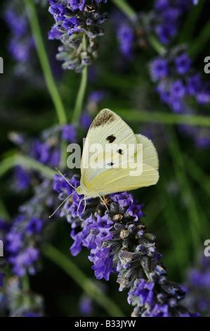 Un Papillon Blanc De Chou Pieris Rapae La R Serve Nationale De