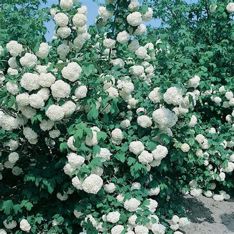 Boule De Neige Ou Viburnum Opulus Roseum En Viorne Off