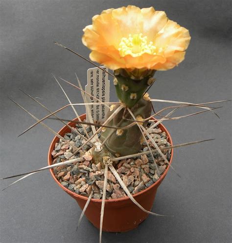 Opuntioidae Nordisk Kaktus Selskab Succulents Cactus Plants