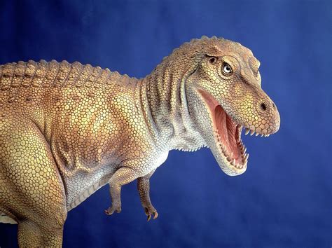 Tyrannosaurus Rex Model Photograph By Natural History Museum Londonscience Photo Library