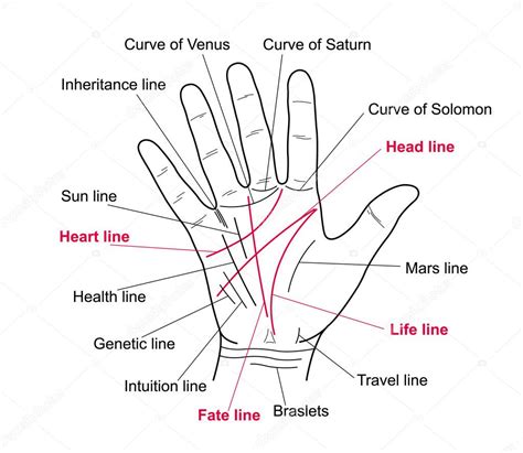 Palmistry. Value lines on the human hand. — Stock Vector © Khaladok ...