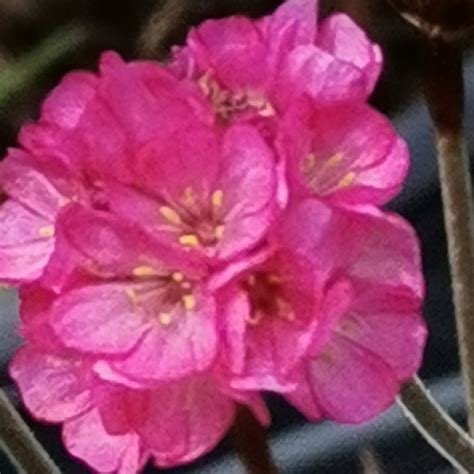 Armeria Maritima Rubrifolia Sea Thrift Horomidis Agronomic Corp