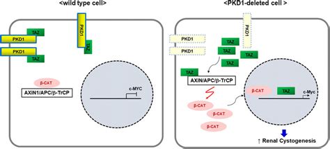 Schematic Representation Of The Regulation Of Taz Wnt Catenin C Myc