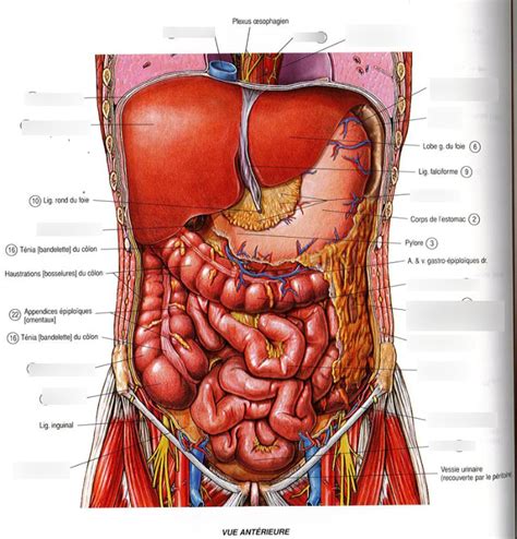 Diagramme De Cours Vue Ant Rieure De L Abdomen Quizlet