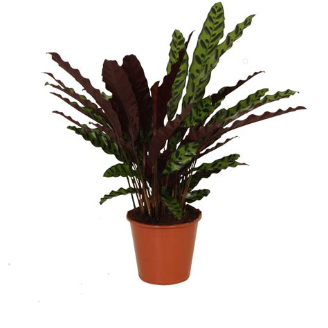 Calathea Lancifolia Insignis Cm Kopen Plantenshop