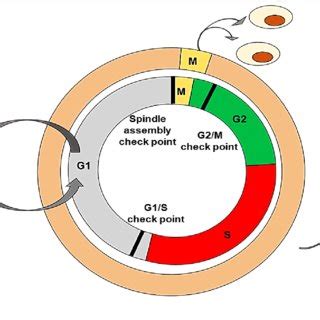 Simplified Representation Of The Mammalian Cell Cycle The Cell Cycle