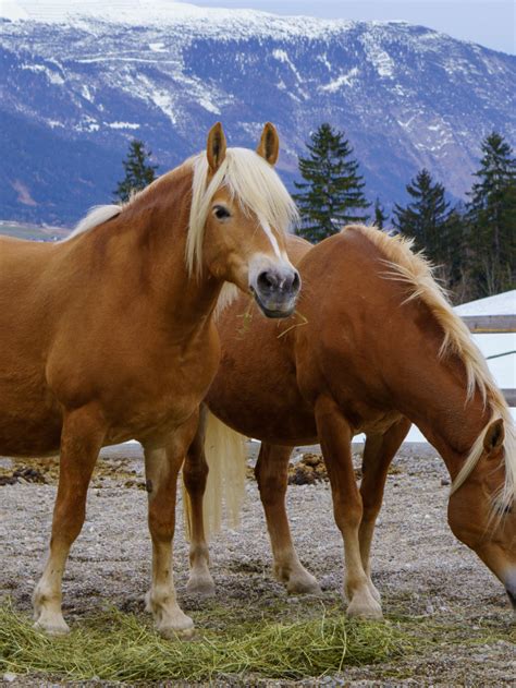 Haflinger Arabian Cross Breed Profile Best Horse Rider In 2022