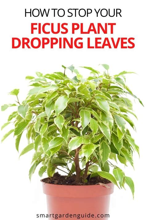 Why Is My Ficus Dropping Leaves Causes And Solutions