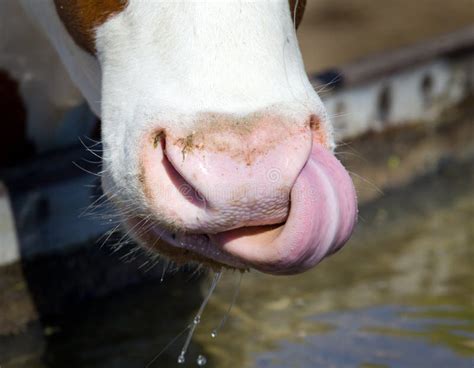 Cow s tongue stock image. Image of farm, humor, detail - 53230129