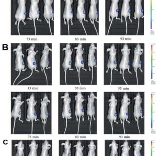 BLI Rel Signal Photon Time Curve Of MCF 7 DOX Fluc Tumor Bearing Nude