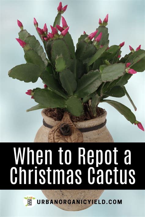 Tips On Repotting Christmas Cactus Plants Christmas Cactus Plant