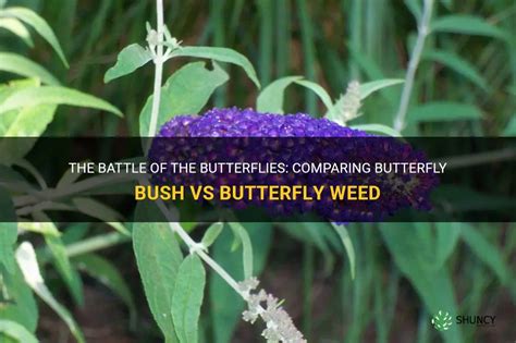 The Battle Of The Butterflies Comparing Butterfly Bush Vs Butterfly