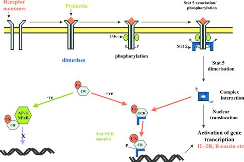 Prolactin Exerts Its Effects Via Prolactin Receptors Plr Found On