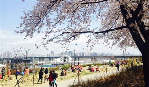 Yeouido Cherry Blossom Festival 2018 Walking Tour - Trazy, Korea's #1 Travel Guide