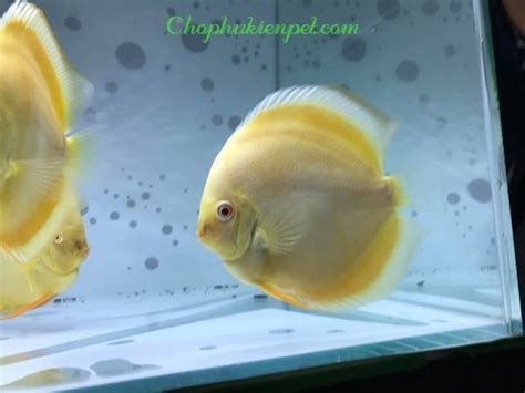Cá dĩa cảnh đẹp Top 12 dòng cực HOT hiện nay trên thị trường Chia