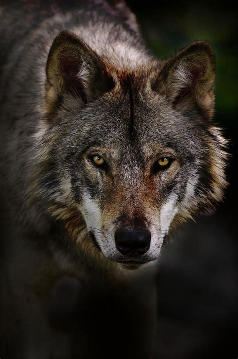 Timber Wolf Portrait by Michael Cummings | Grijze wolven, Wilde dieren ...