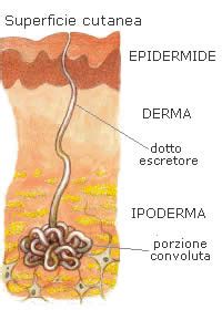 Sudorazione E Ghiandole Sudoripare