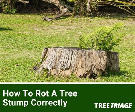 How To Rot A Tree Stump Correctly