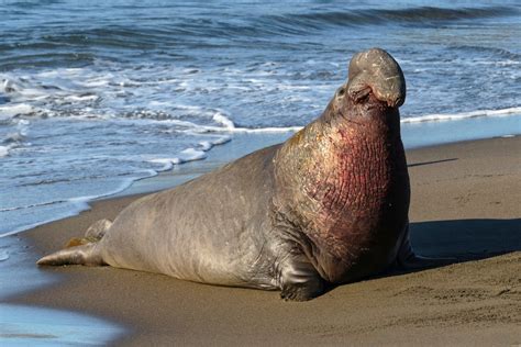 Elephant Seals - 100funfacts.com