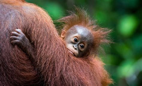 Rescuing our endangered orangutans: Orangutan Foundation International – Retreatment Botanics