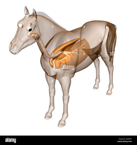 horse anatomy respiratory lungs Stock Photo - Alamy