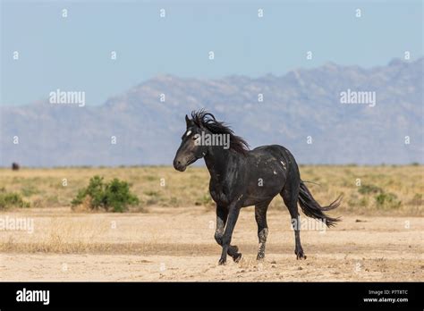 Wild Horse Stallion Stock Photo Alamy
