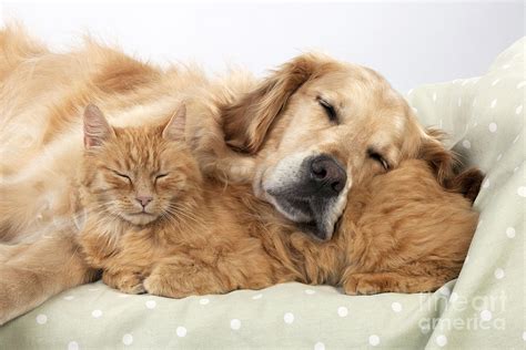 Golden Retriever Puppy And Orange Kitten