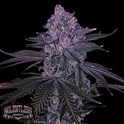 Relentless Purple Papaya Runtz F Neptune Seed Bank