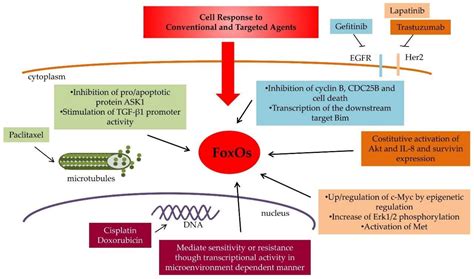 Cancers Free Full Text Role Of FoxO Proteins In Cellular Response