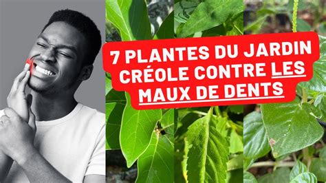 Les plantes incontournables du jardin créole pour soulager le mal de