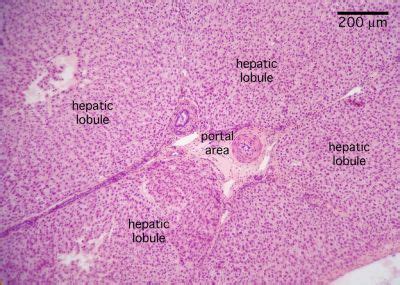 Liver Histology - Liver, pig (labels) - histology slide - Tissue Biology, Science Biology ...