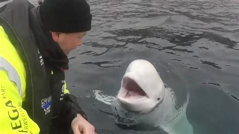 ‘spy Beluga Whale Fitted With ‘russian Camera Harness