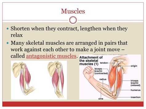 Muscles 94 Pgs Ppt Download