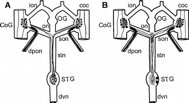 Schematic Representation Of The Homarus Americanus Stomatogastric