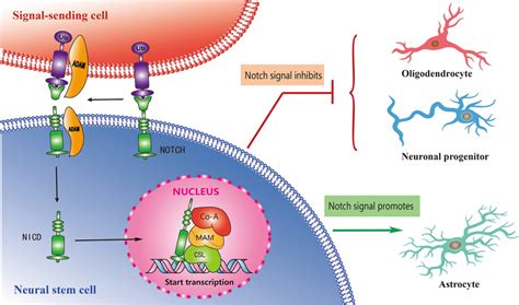 The Notch Signaling Pathway And Neurogenesis Co A Coactivators MAM