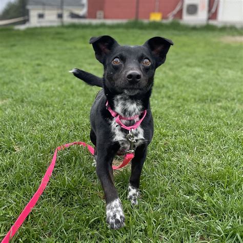 Dog For Adoption Cricket A Chihuahua And Terrier Mix In East