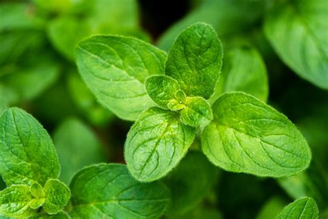 What's The Difference Between Oregano And Marjoram - Farmer Grows