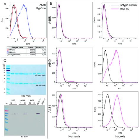 A Flow Cytometry Fluorescence Histograms Of A Cells Grown In