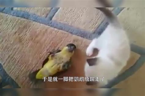 鹦鹉找猫咪打架，打不过就倒地装死，这画面可把主人乐坏了