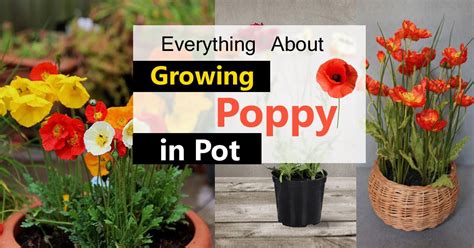 Growing Poppies In Pots Care How To Grow Poppies In Containers