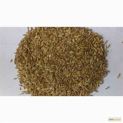 Продам/купить семена овса Парламентский; Зирковый - элита — Agro-Ukraine