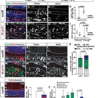 Hopx Derived Bgl Neps Give Rise To Gcps Via An Ascl Transitory Cell