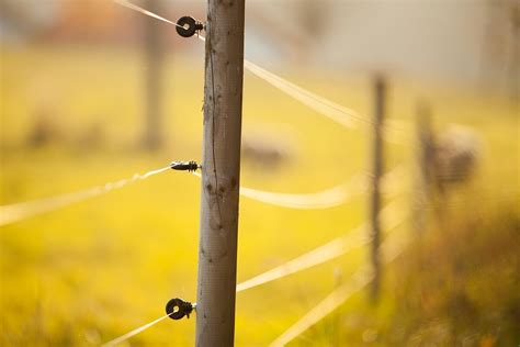 Przewodnik po przenośnych ogrodzeniach elektrycznych kiedy i jak je