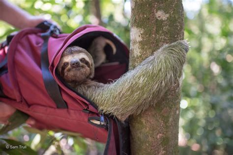 Home The Sloth Institute