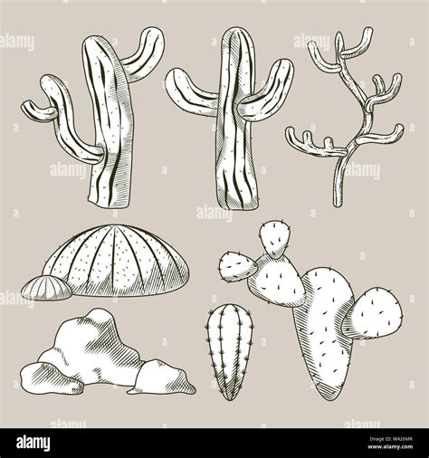 Desert plants hand drawn cartoons Stock Vector Image & Art - Alamy