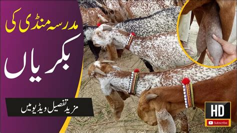 Maddrssa Goat Mandi Makhi Cheeni Bakriyan For Sale Pure Makhi Cheena