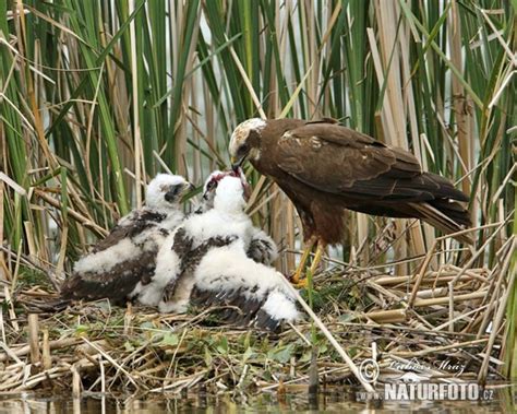 Circus aeruginosus Pictures, Marsh Harrier Images, Nature Wildlife ...
