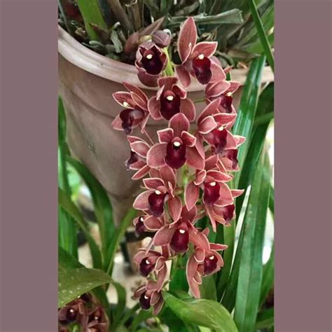 Découvrir 49 kuva cymbidium pendente vermelho Thptnganamst edu vn